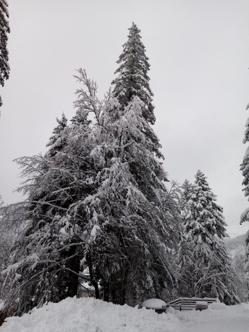 876 sapins sous la neige