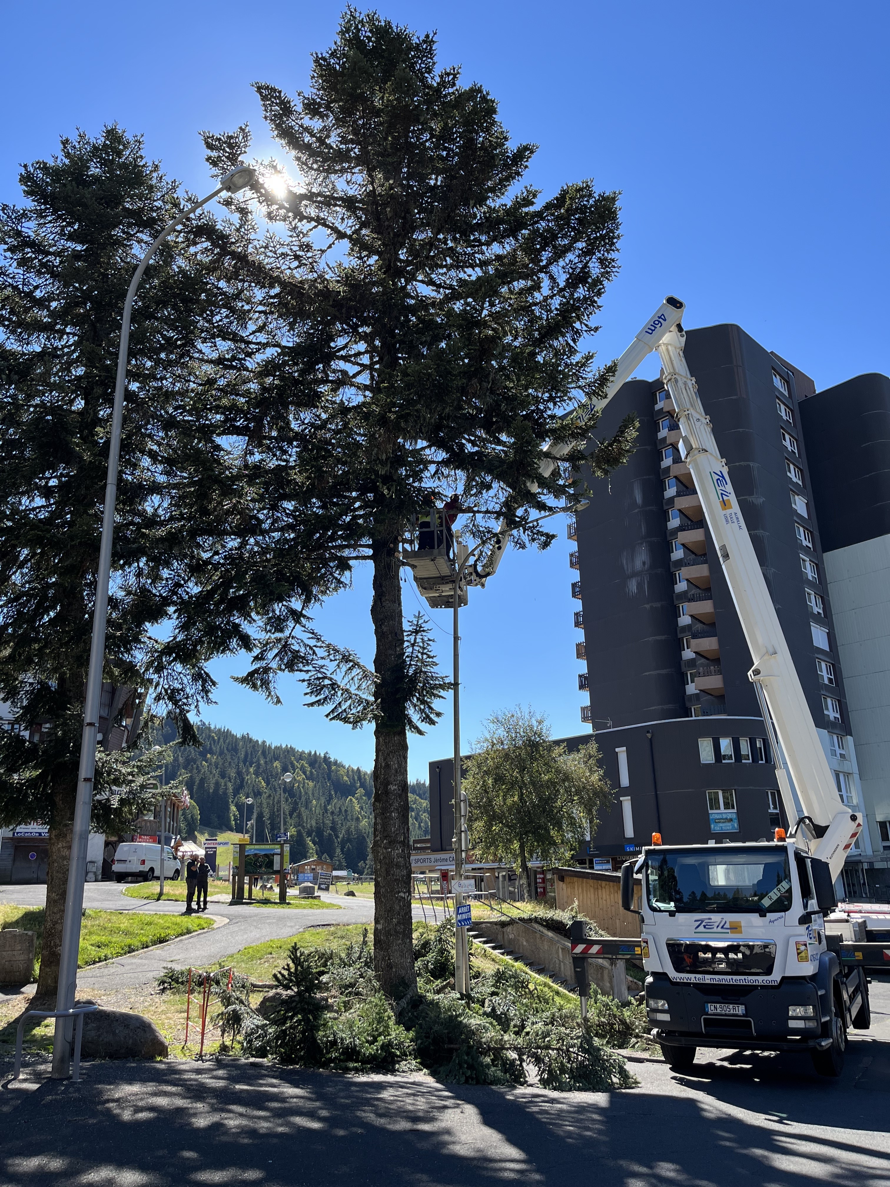 élagage des sapins devant OT