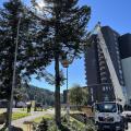 élagage des sapins devant OT