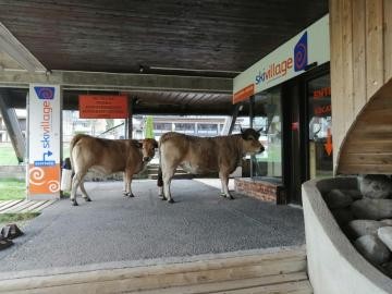 vaches faisant du lèche vitrines...