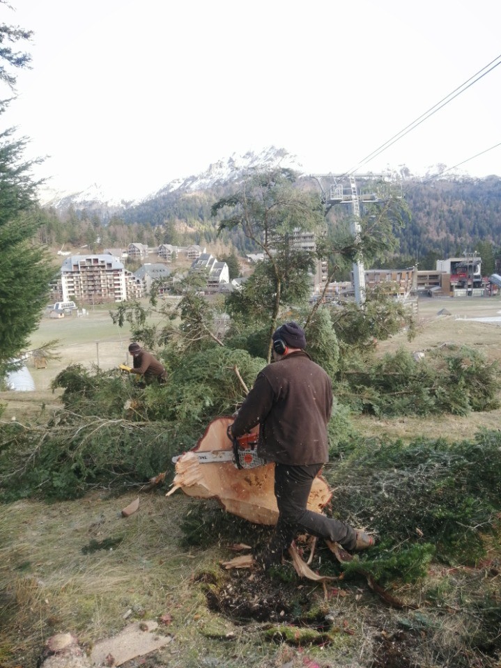 PT  5 : arbre abattu 